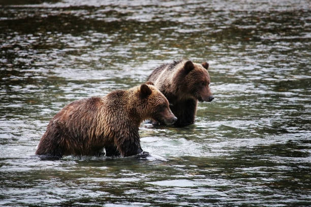 Two young Grizzly Bears hunting salmon in a river stock photo