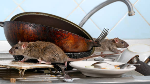 Two young rat (Rattus norvegicus) climbs on dirty dishes in the kitchen sink. two old pans and crockery. small DoF focus put only to one rat stock photo