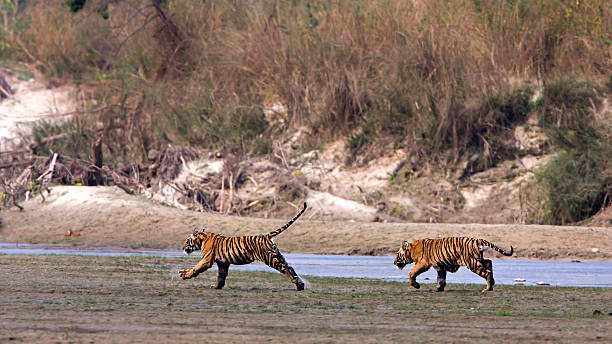 two young wild tigers running  specie Panthera tigris in Nepal Panthera tigris Bardia National Park, Teraï, Nepal chitwan stock pictures, royalty-free photos & images