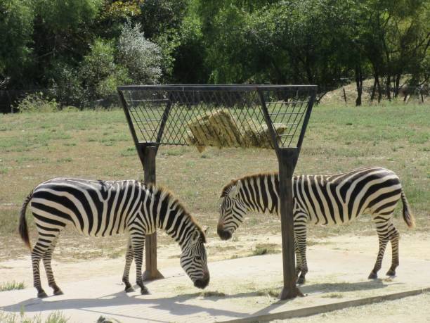 Two zebras standing stock photo