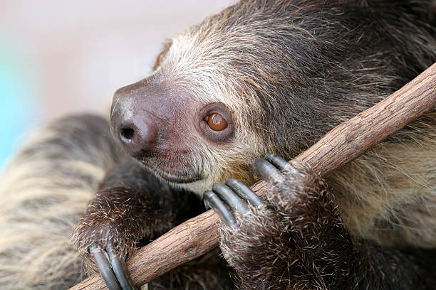 Two-Toed Sloth stock photo
