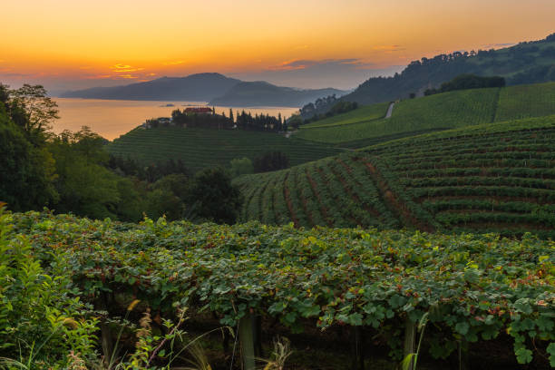 Txakoli vineyards at sunrise, Cantabrian sea in the background, Getaria in Basque Country, Spain stock photo