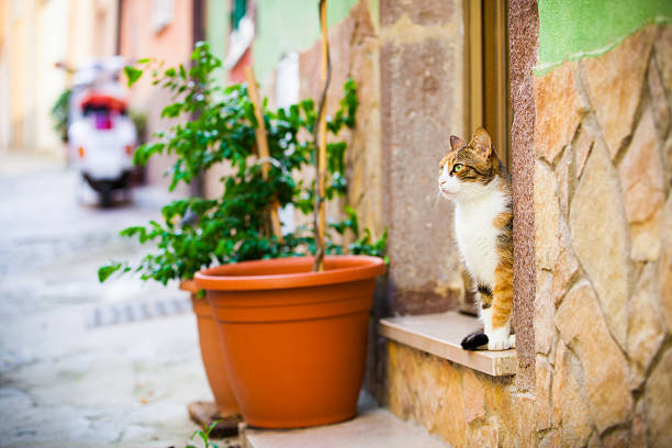 tipico vicolo con gatto in italia - napoli genoa foto e immagini stock