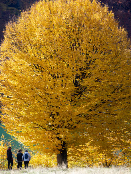 Typical autumn colours at Paltinu lake, Doftana River Valley, Romania stock photo