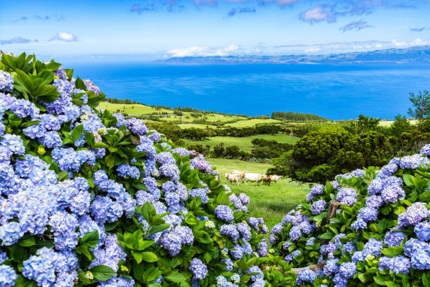 Typical azorean landscape with green hills, cows and hydrangeas, Pico Island, Azores Typical Azorean landscape with green hills, cows and hydrangeas, Pico Island, Azores acores stock pictures, royalty-free photos & images