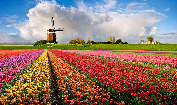 Typical Dutch Spring Landscape stock photo
