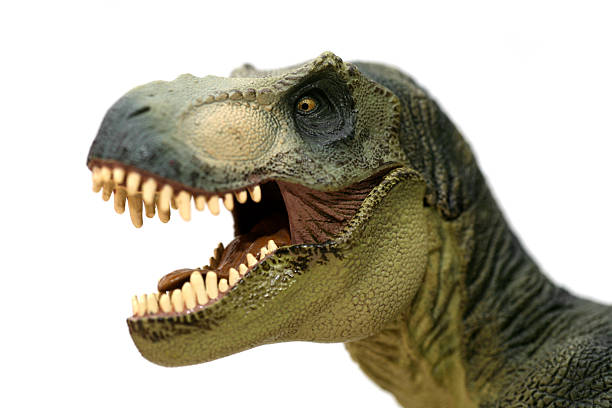 Tyrannosaurus Rex plastic model portrait stock photo