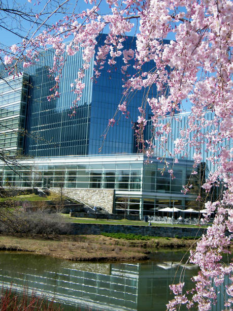 Pink Cherry Blossoms in Tysons Corner near Washington DC, USA