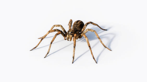 Ugly and hairy, Wolf spider macro studio isolated on white background Ugly and hairy, Wolf spider macro studio isolated on white background arthropod stock pictures, royalty-free photos & images