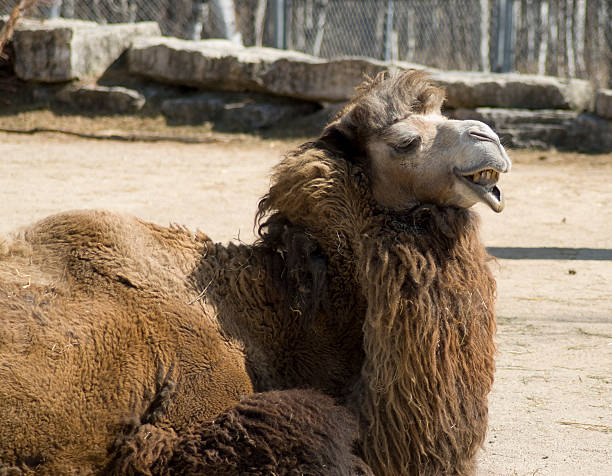Top Ugly Camel Stock Photos, Pictures and Images - iStock