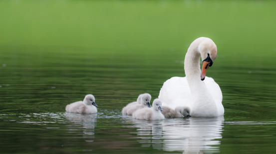 Swan body language