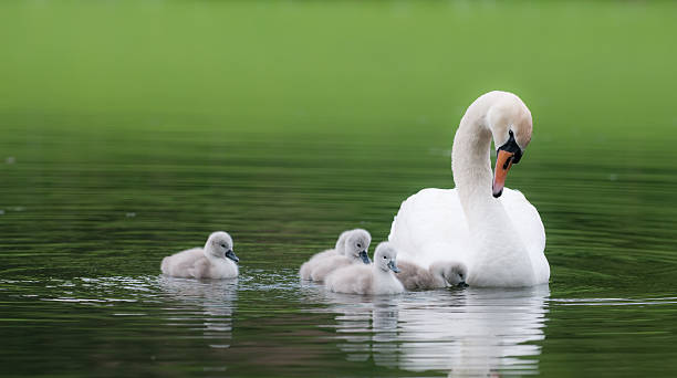 ugly ducklings white swan with her five cygnets swan stock pictures, royalty-free photos & images