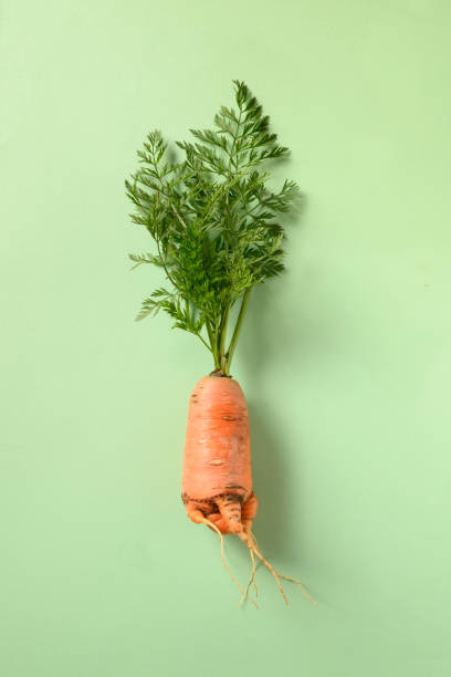 lelijke verse wortel op groen. concept organische natuurlijke groenten. - onvolkomenheid stockfoto's en -beelden
