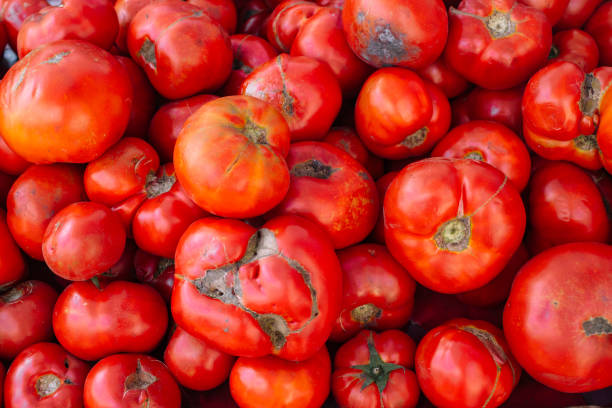 ugly tomatoes Fresh red ugly tomatoes on display at local farmers market. Close-up of tomatoes on display in store. Ugly tomatoes, garden special tomatoes. imperfection stock pictures, royalty-free photos & images