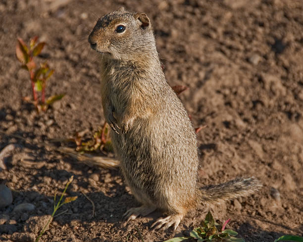 Uinta Ground Squirrel The Uinta Ground Squirrel (Spermophilus armatus) is a moderately sized squirrel with a gray back and rump, fine white spots on the back, tan or cinnamon nose and shoulders and a gray tail underneath. It is native to northern and central Utah, as well as parts of Wyoming, Montana and Idaho. The ground squirrel may be found in disturbed or heavily grazed grasslands, sagebrush meadows, and mountain meadows up to 11,000 feet. Their diet consists of grasses, forbs, mushrooms, insects, and carrion. The Uinta Ground Squirrel may hibernate as early as mid-July through March. This ground squirrel was photographed near Mormon Row in Grand Teton National Park in Wyoming, USA. jeff goulden squirrel stock pictures, royalty-free photos & images