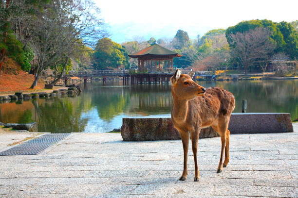 Ukimi-deer stock photo