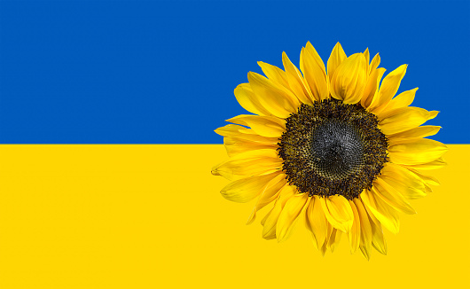 Single yellow sunflower on blue and yellow Ukraine flag
