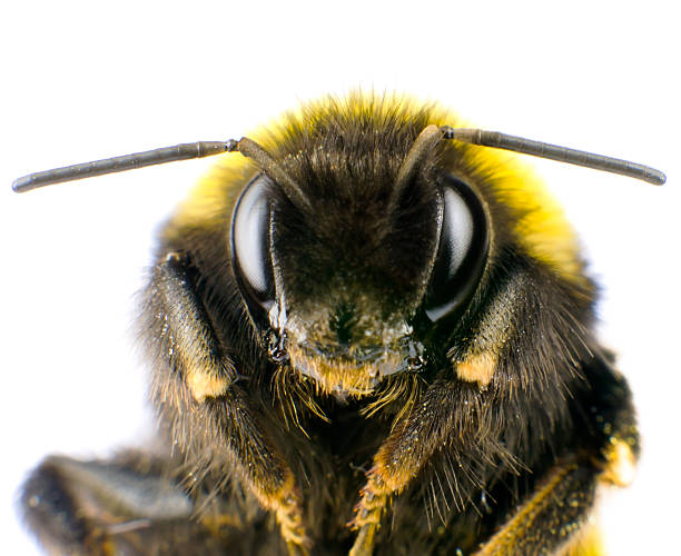 Ultra Macro of Bumblebee Head with Antennas stock photo