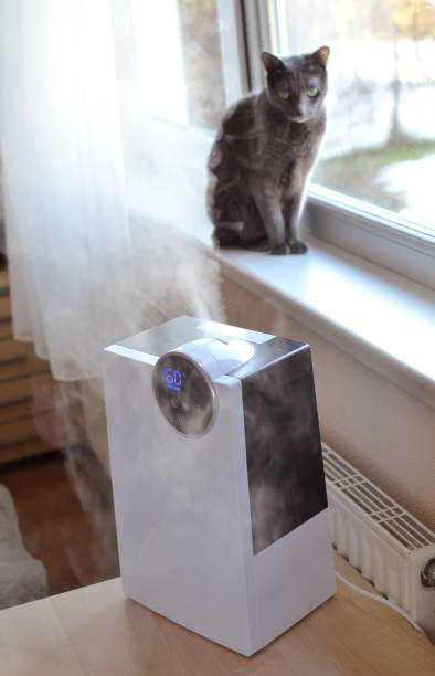 Ultrasonic air humidifier with flowing steam on the table near the window and russian blue cat at the background stock photo