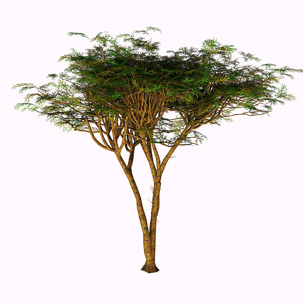 Umbrella Acacia Tree stock photo