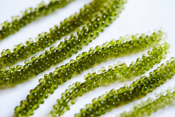 umi budo Umi budo, sea grapes green algae stock pictures, royalty-free photos & images