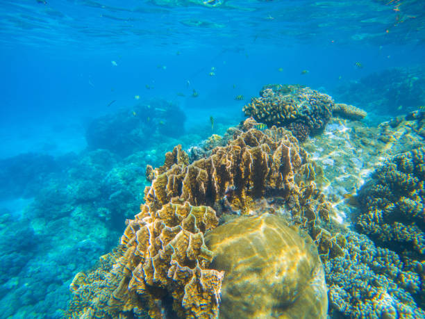 Undersea landscape with coral reef diversity. Oceanic wildlife in exotic island seashore. stock photo