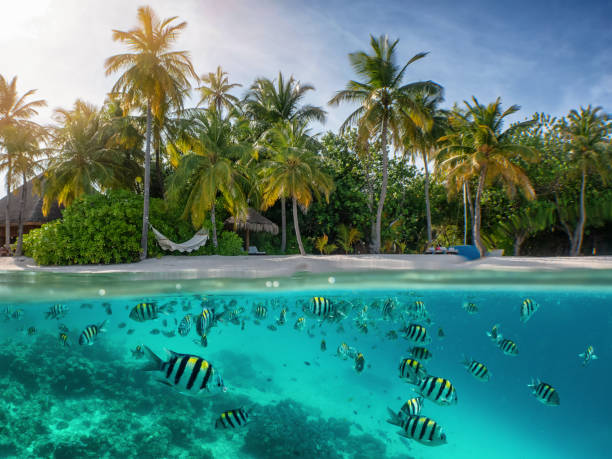 Undersea with colorful fish and corals Split view to a tropical beach with palm trees and undersea with colorful fish and corals indian ocean stock pictures, royalty-free photos & images
