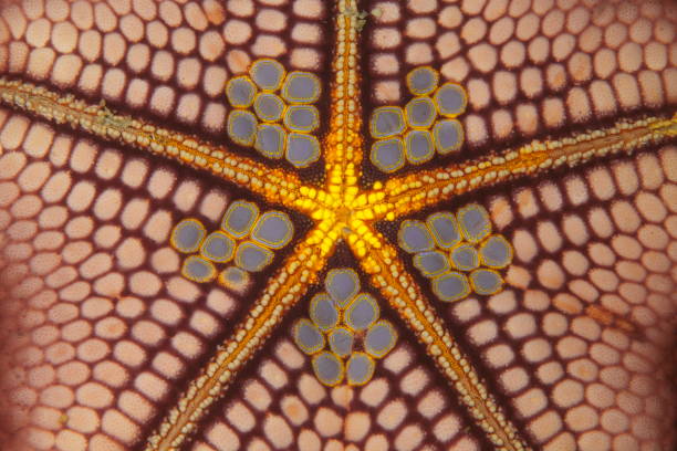 Underwater colors - Starfish stock photo