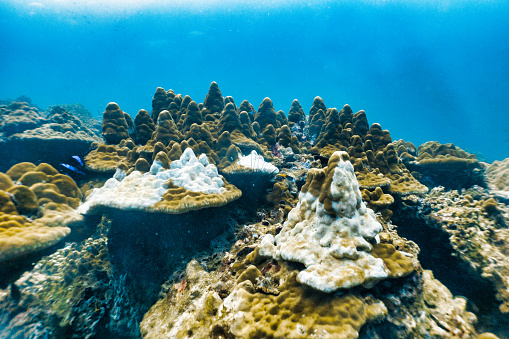 Coral reefs are the one of earths most complex ecosystems, containing over 800 species of corals and one million animal and plant species. Here we see several completely bleached white coral. This is a sign of coral bleaching which is caused by disease, pollution or Ultra Violet rays.  In this case it is caused by a Crown of Thorns starfish (Acanthaster planci).  They eat the coral, leaving ‘bleached’ footprints.  Footage obtained whilst scuba diving at Hin Bida, Andaman sea, Krabi province, Thailand.  Sony mirrorless camera, with underwater housing and Mares EOS rz12 video light used.