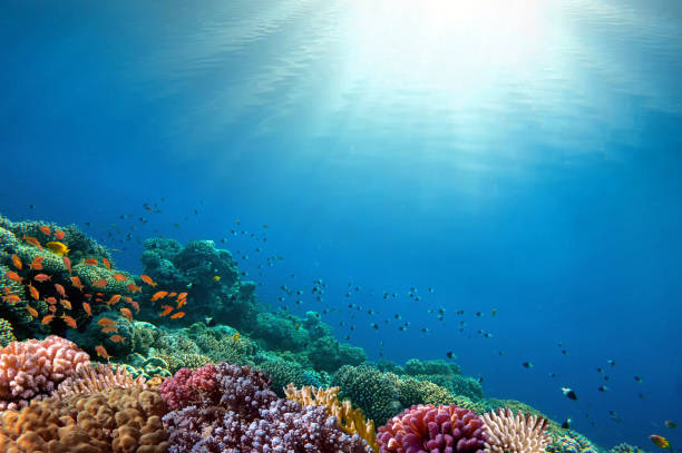 Underwater coral reef background stock photo
