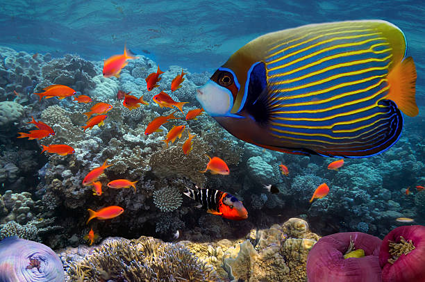 Underwater coral reef in sea with tropical fish stock photo