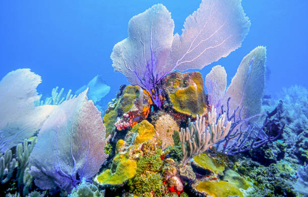 underwater coral reef, Roatan stock photo
