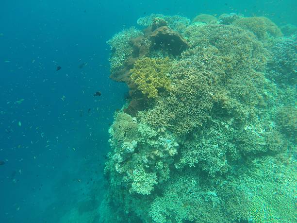 Underwater corals view stock photo