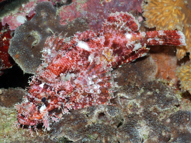 Underwater fish deep in sea life scorpionfish stock photo