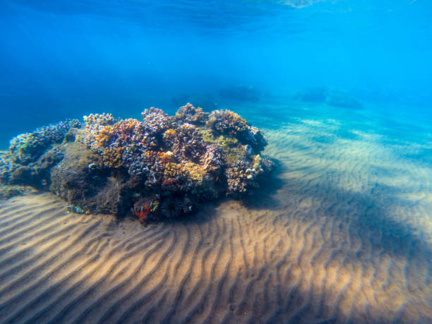 Underwater landscape with coral reef and fishes. Young coral reef on sandy sea bottom. Undersea scene with corals stock photo