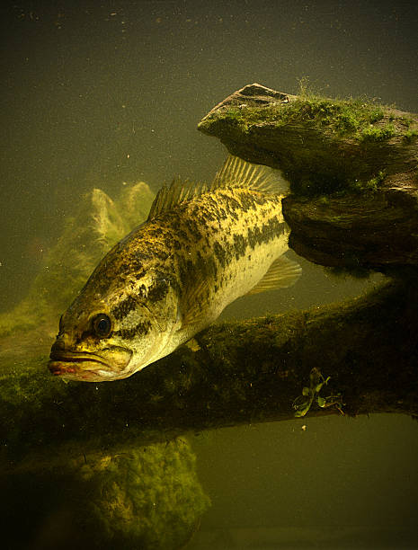 underwater largemouth bass fish stock photo