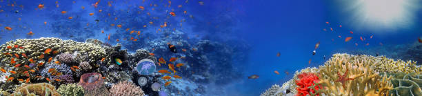Underwater panorama and coral reef and fishes stock photo