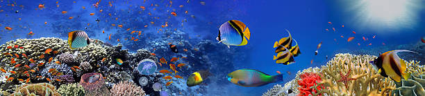 Underwater panorama with turtle, coral reef and fishes stock photo