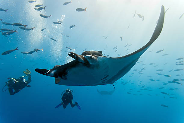 Underwater photograph of a manta ray and shoal of fish Manta and divers - Mexico manta ray stock pictures, royalty-free photos & images