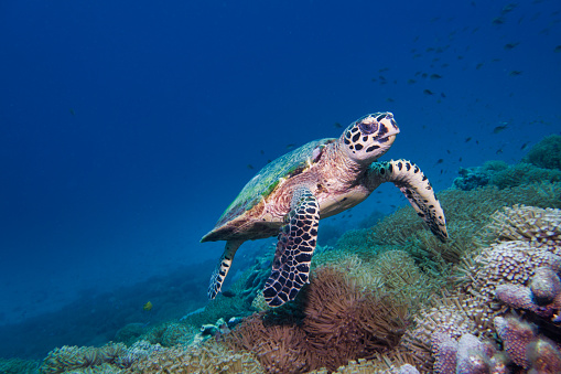 This rare encounter with a Critically Endangered Hawksbill Sea Turtle (Eretmochelys imbricata), was captured whilst scuba diving at Koh Rok islands in the Andaman Sea, Krabi, Thailand.  Sea Turtles are reef dwelling creatures who feed mainly on jellyfish and coral. The Hawksbill Turtle, unlike other sea Turtles, feeds predominantly on sponge corals.  Making it a crucial part of the Coral Reef Ecosystem.  Hawksbills are perhaps the most endangered of all sea Turtles.  Being classed as critically endangered on the IUCN red list, due to being hunted for their meat and shell.  There are estimated to be only 15,000 pairs left in the wild.  This image shows their primal instinctive behaviour as it forages for food on the coral reef.  Taken on Sony mirrorless camera with underwater housing and Inon Z330 strobe.