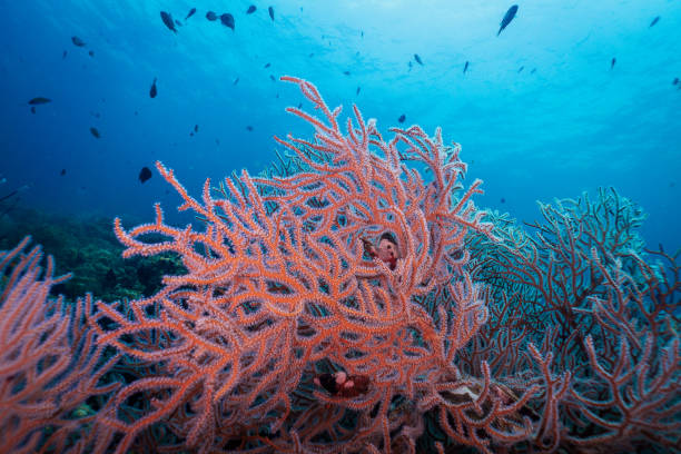 underwater röda finger gorgonia (diodogorgia nodulifera) coral - climate change background bildbanksfoton och bilder