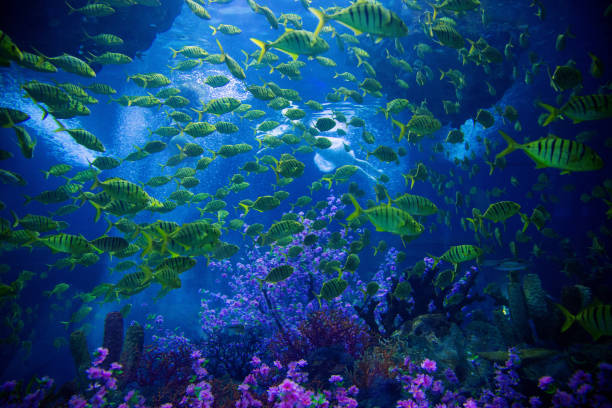 undervattens scen med rev och tropiska fiskar - australia nature background bildbanksfoton och bilder