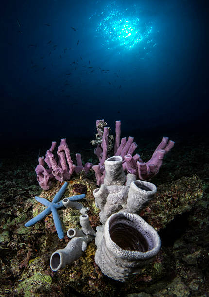 Underwater Scenery stock photo