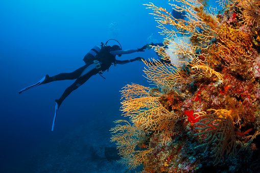 Scuba diving. Beautiful sea life, live sea orange gorgonian. Underwater scene with couple scuba divers, explore and enjoy at coral reef. Scuba diver point of view.