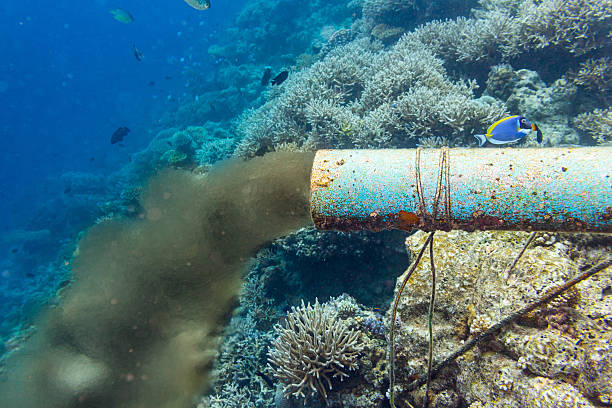 underwater sewer pipe underwater sewer pipe in coral reef water pollution stock pictures, royalty-free photos & images