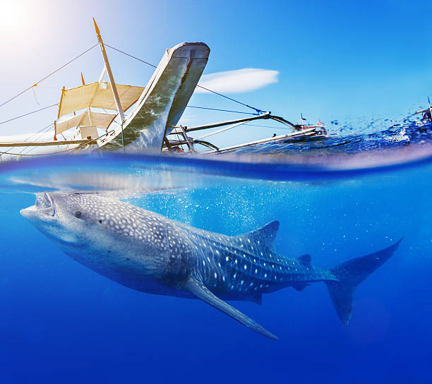 Underwater shoot of a whale shark stock photo