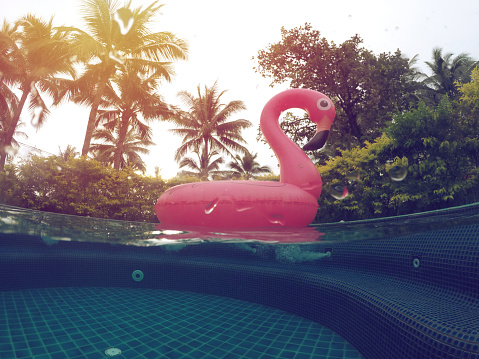 Underwater Shot Of Flamingo Floating On Water In A Luxury Resort Swimming Pool With Palm Trees