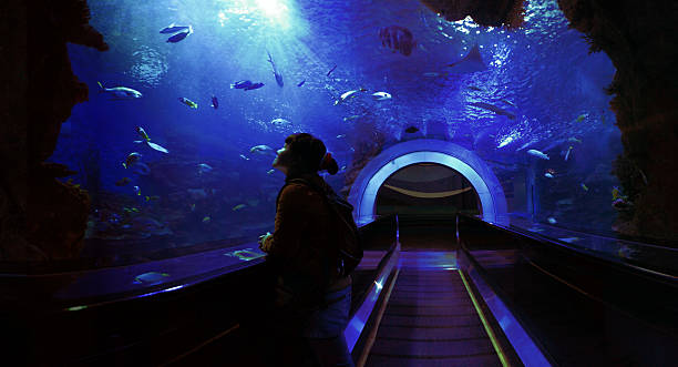 Underwater Tunnel Wide angle view from inside an underwater tunnel through a giant aquarium. Deep blue colors with rays of light coming from the surface. Young woman looking up to the light and marveling at the beauty of the underwater scene.Please refer to this 360&#176; panorama version in highest resolution (XXXL) of above cropped and downsized image: aquarium stock pictures, royalty-free photos & images