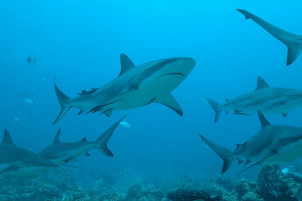 Underwater view of a school of sharks stock photo