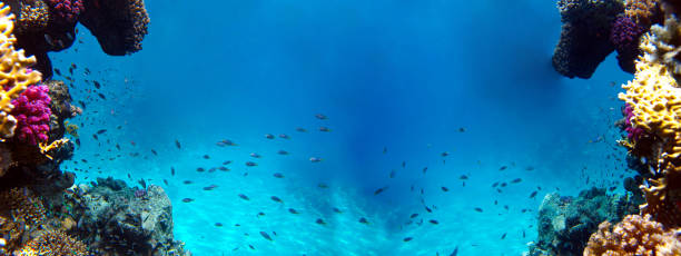 Underwater view of the coral reef and Tropical Fish stock photo